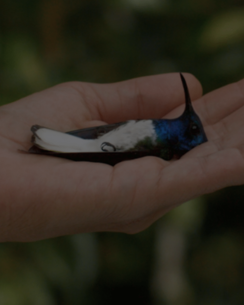 Murmurations exhibition at SAF 2025 highlighting ecological shifts, injustice, and planetary warnings through photography.